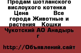 Продам шотланского вислоухого котенка › Цена ­ 10 000 - Все города Животные и растения » Кошки   . Чукотский АО,Анадырь г.